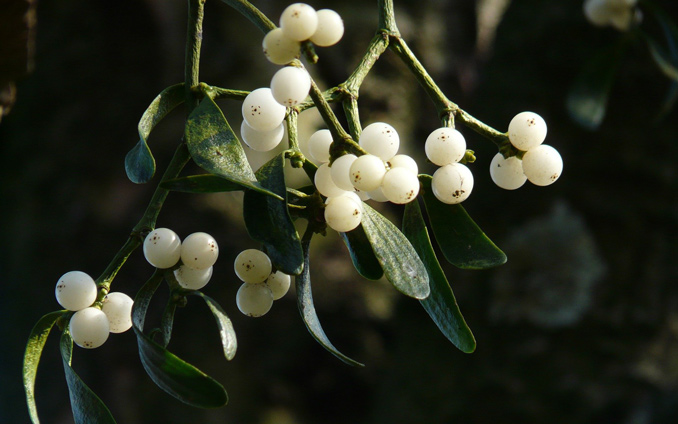Misteltoe berries